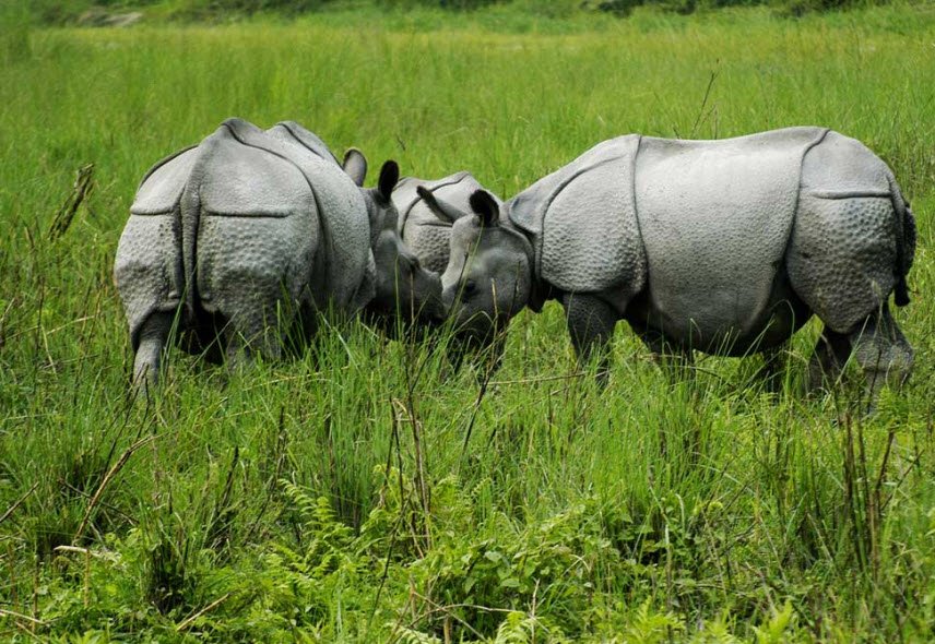 Jaldapara Wildlife Sanctuary, Alipurduar, West Bengal - Vushii.com